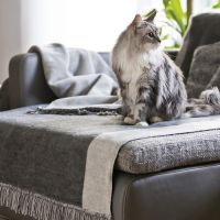 Doublepack- Cotton Cover - Salt & Pepper - 100x200cm -  4 colours